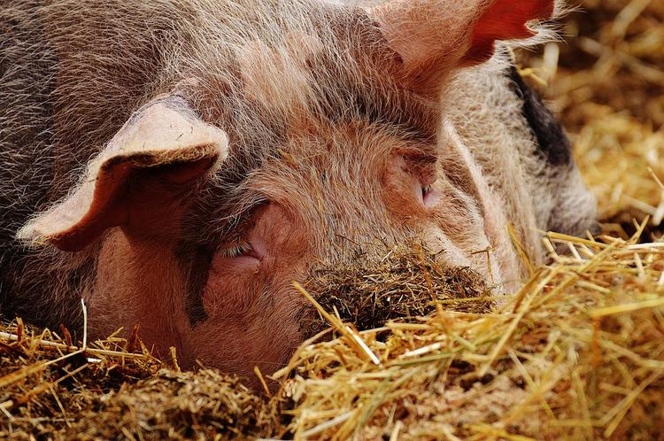 В Крыму введен режим ЧС из-за вспышки африканской чумы свиней