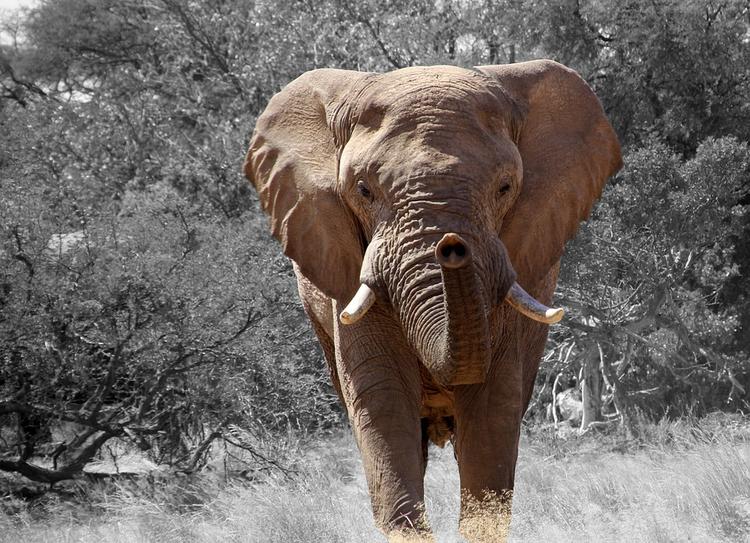 Слон до смерти забил хоботом работника зоопарка в Японии