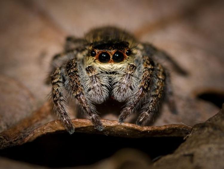Ученые выяснили, что пауки едят больше человека