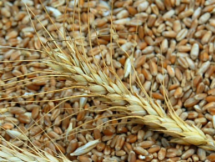 Турция ввела пошлину в 130% на поставку кукурузы и пшеницы из России