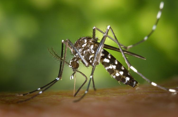 Россиян спасут от опасных комаров