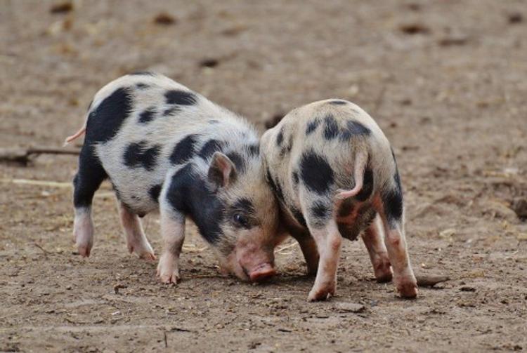 В Иркутской области зарегистрирована вспышка африканской чумы свиней