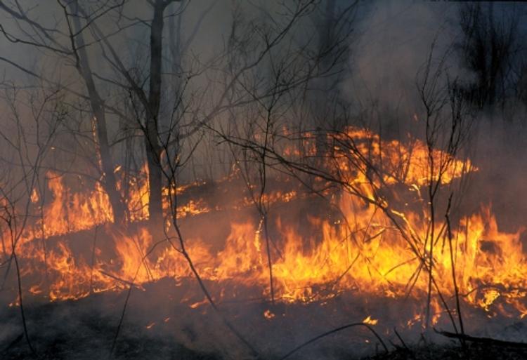 Ученые: пожары в Сибири и глобальное потепление - звенья одной цепи
