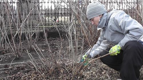 Какие работы сахалинским огородникам нужно делать в апреле
