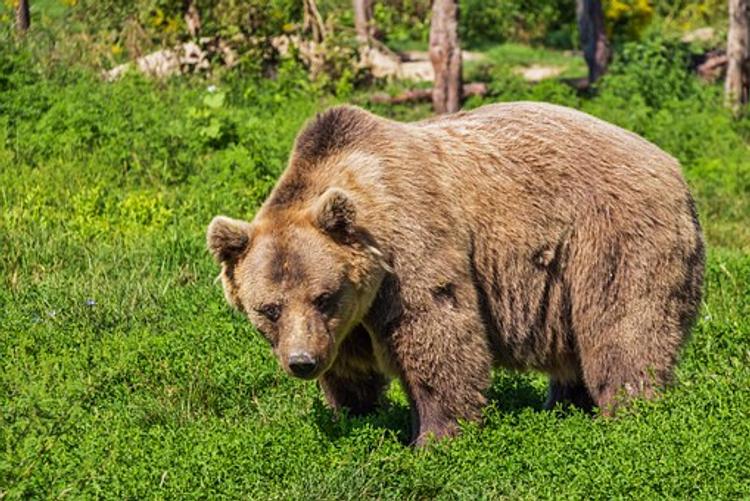 В Челябинской области мэр города запретил прогулки медведя по улицам