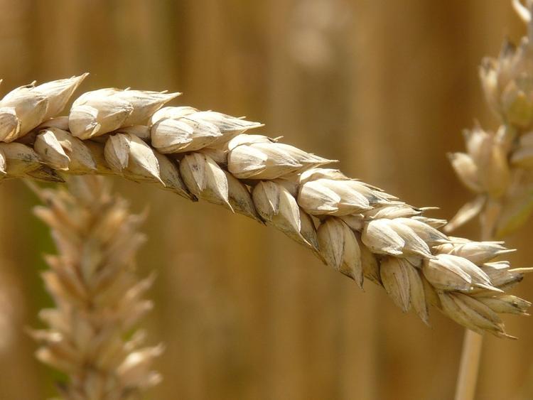Первая партия российской пшеницы прибыла в Китай