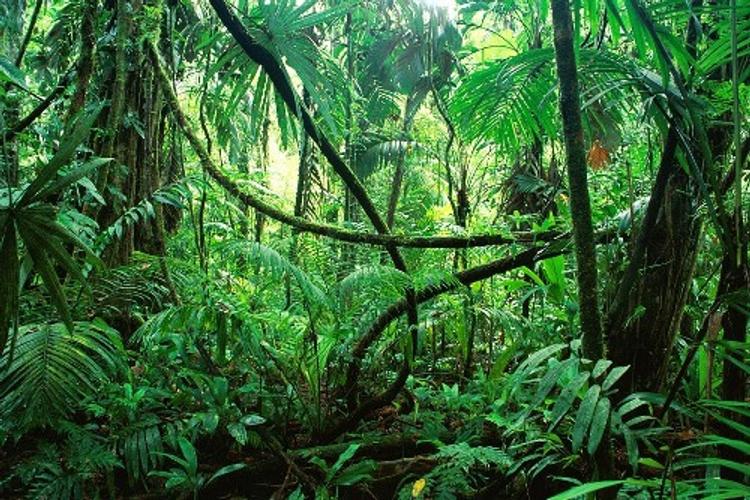 Пропавшего без вести канадца спустя пять лет нашли в джунглях Амазонки