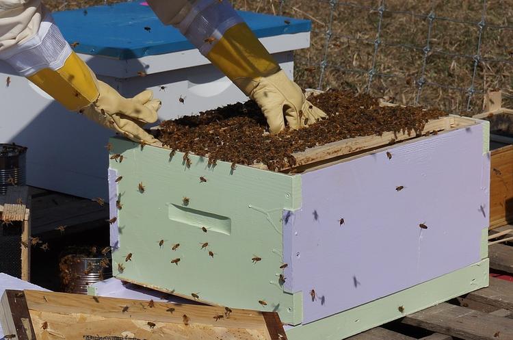 Депутаты хотят, чтобы Дворкович поддержал пчеловодов