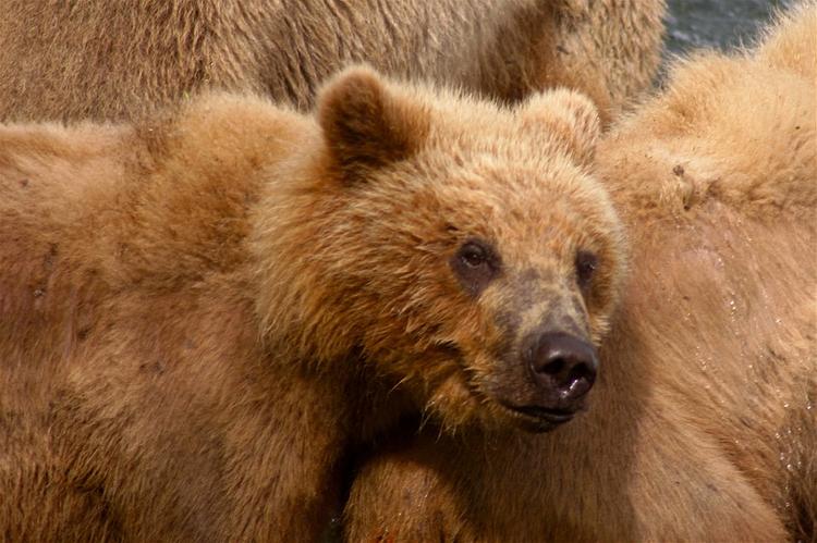 В заповедник выпустили трех медвежат из приморского реабилитационного центра