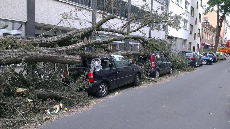 Дерево упало на ребенка в Москве