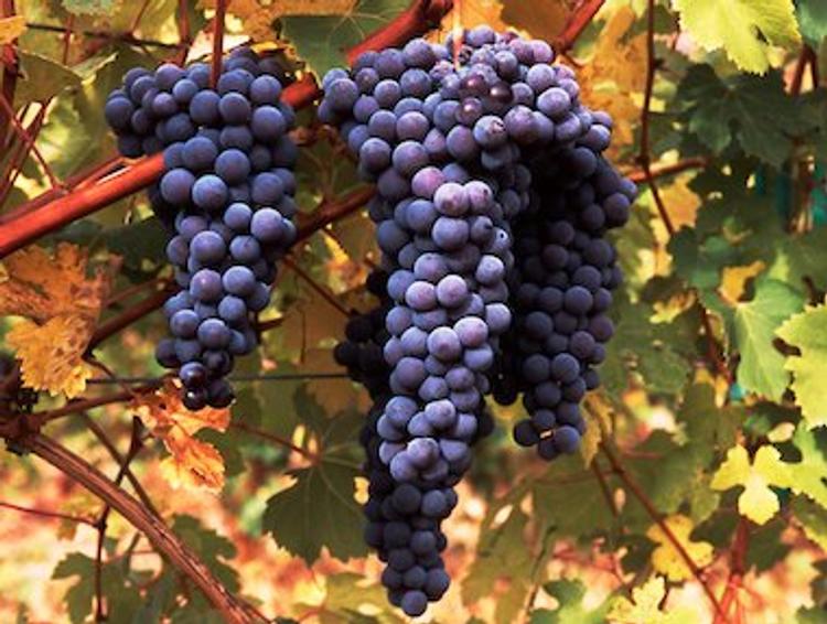 Антрополог из США предположил, какое вино мог пить Иисус Христос