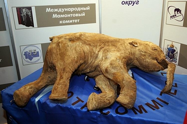 Сибирские ученые нашли у мамонтов «человеческие» болезни
