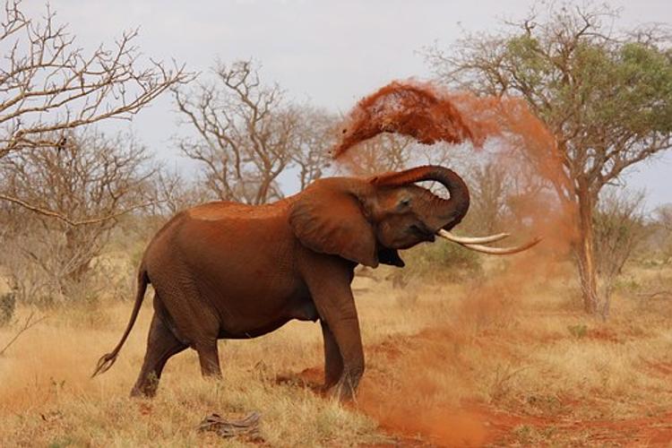 Самцы слонов предпочитают выбирать самок на слух