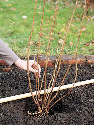В сад по ягоды