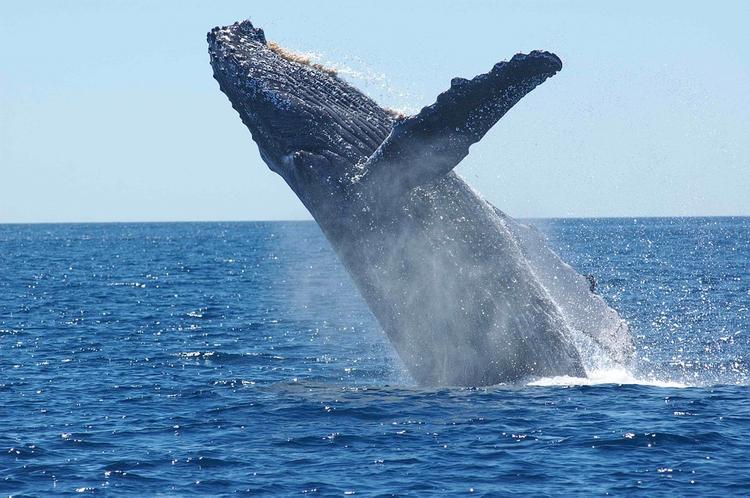 Более 40 горбатых китов погибло в США за год