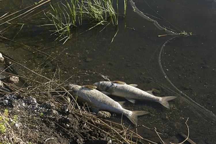 Прокуратура расследует массовую гибель рыбы в озере Кунашак