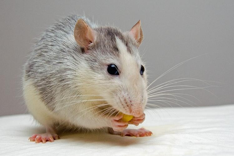 Сенсация в мире науки: состоялась первая успешная пересадка головы крысе