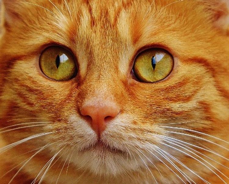 Минобороны показало первого кота, который участвовал в сирийском походе (ФОТО)