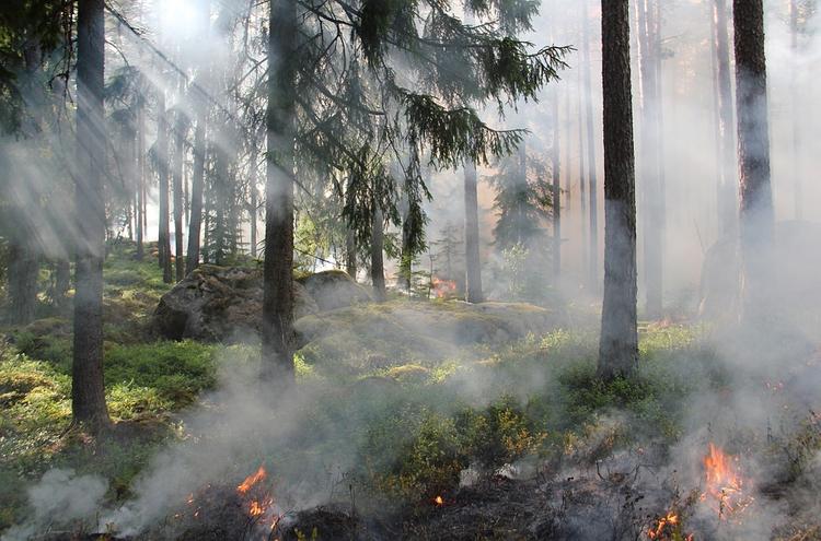 За сутки 1 мая на Дальнем Востоке сгорело почти 350 га леса