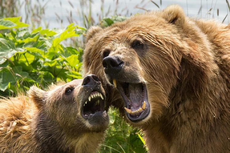 На Сахалине охотоведы застрелили медвежью семью