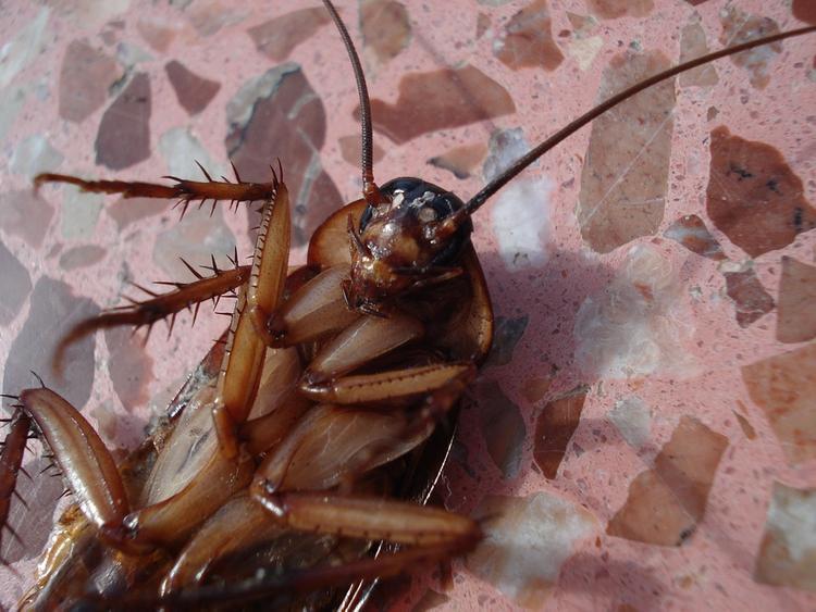 Британские ученые предложили есть тараканов, чтобы спасти Землю