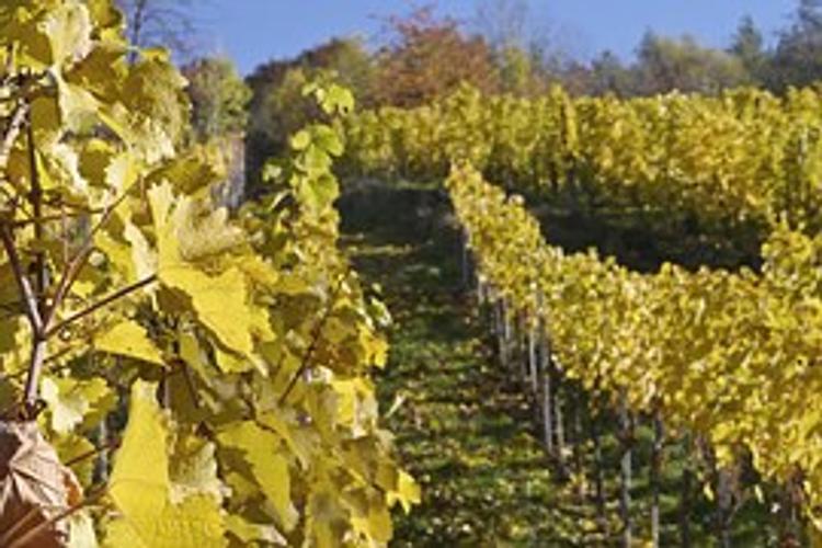 Государство увеличит поддержку крымских виноградарей в 1,5 раза