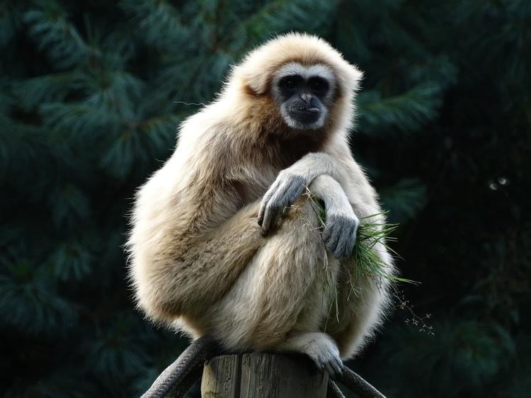 Вымирание угрожает более чем половине приматов, генетически близких к людям
