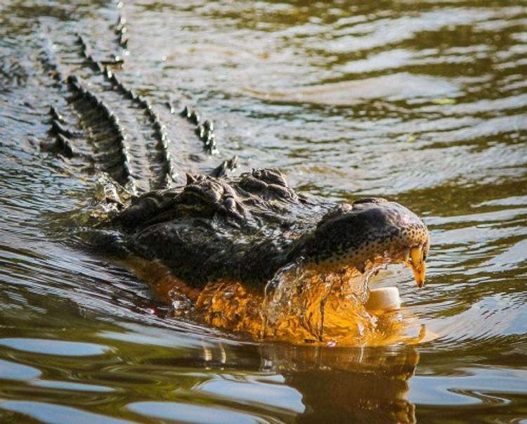 Во Флориде аллигатор напал на десятилетнюю девочку