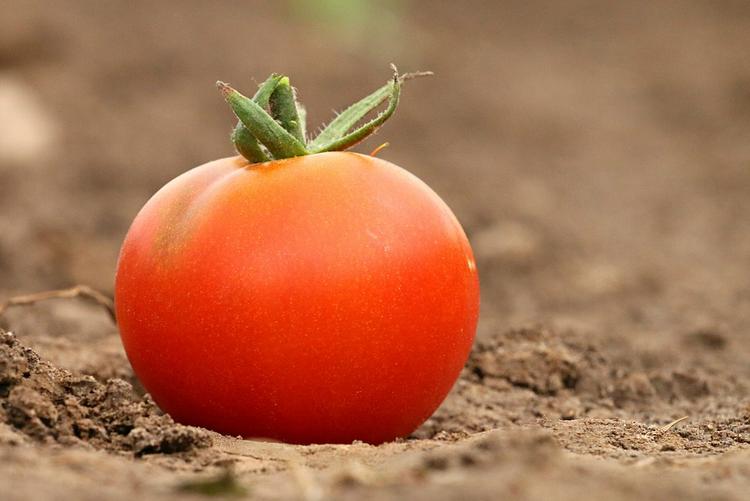 Более 19 тонн польских томатов уничтожили под Брянском