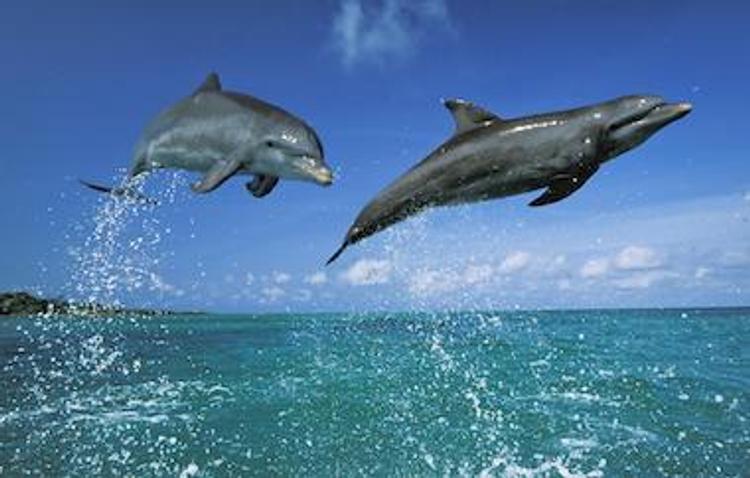 В районе Керченского полуострова гибнут дельфины