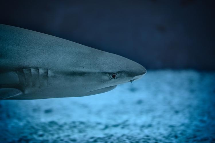 Огромная акула напала на мужчину в Оманском заливе