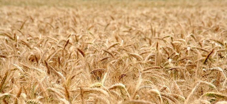 Почему экологически чистое зерно идет на корм скоту или спиртзавод