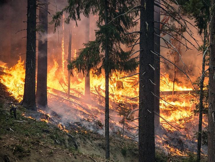 Число лесных пожаров в Бурятии снизилось в два раза