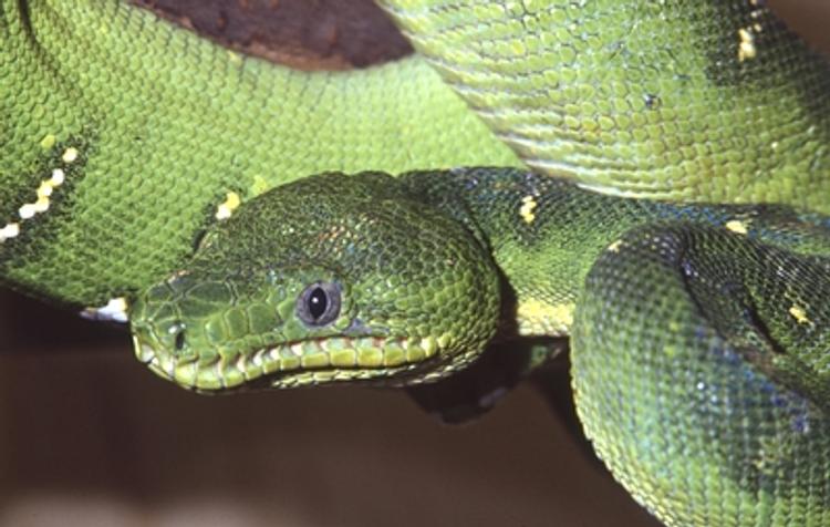 Найденная накануне на столичной улице рептилия скончалась в зоопарке