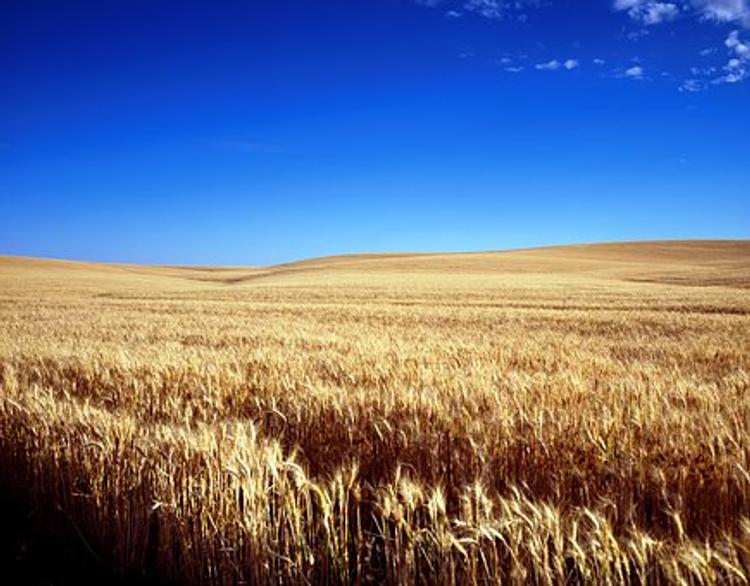 Ученые из Австралии разгадали загадку о мерах зерна и воздаянии из Евангелия
