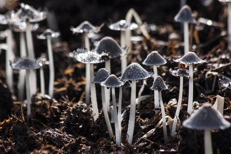 Загадочные грибы могут стать причиной гибели человечества