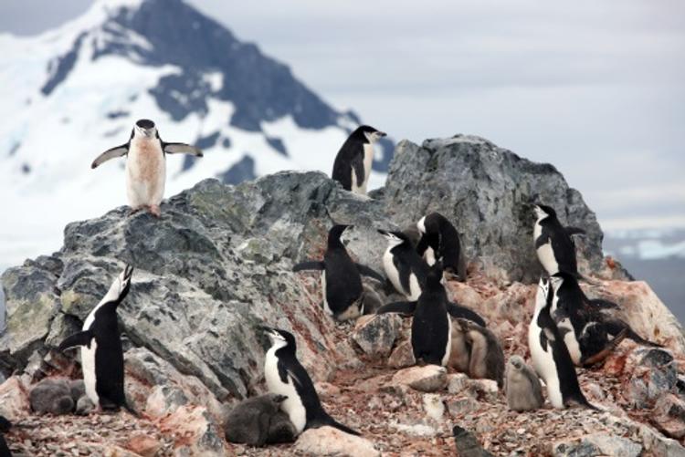 Ученые: Антарктида вскоре станет "зеленым континентом"