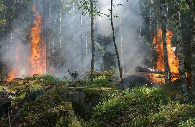 Половину лесных пожаров на Дальнем Востоке удалось потушить