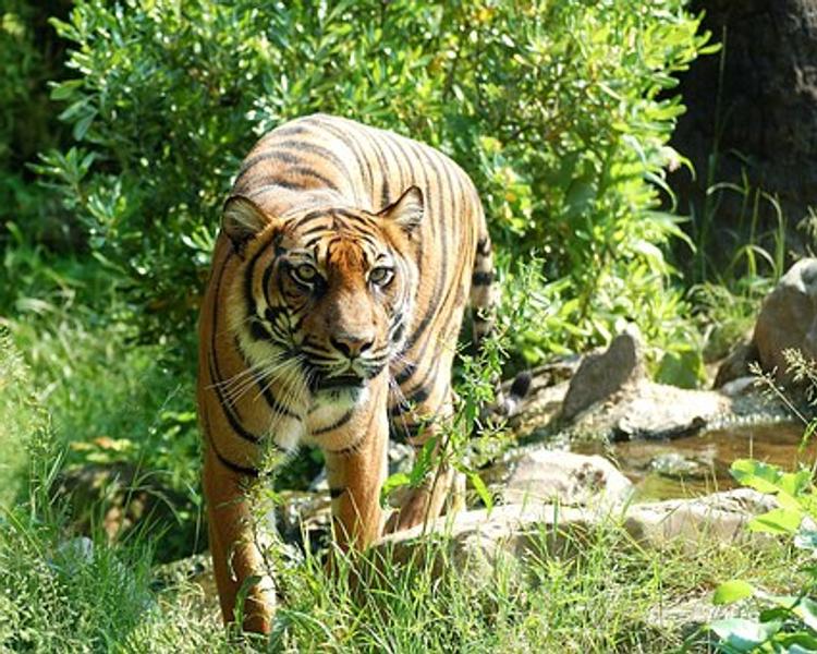 Сотрудница зоопарка стала жертвой разъяренного тигра