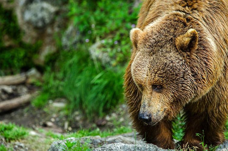 Медведь зашел к отдыхающим на пикник