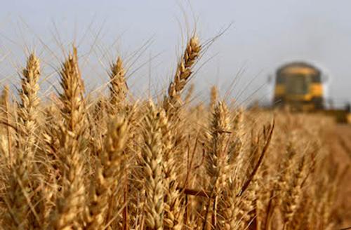 Экспорт зерна выше прошлогоднего,  но прогноз не радует
