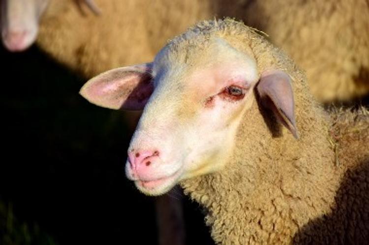 В ЮАР овца родила гуманоида (ФОТО)