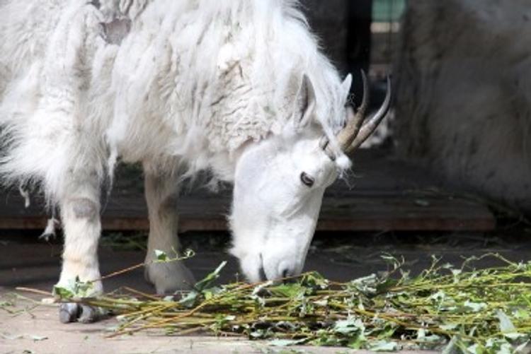 В Московском зоопарке у снежных коз появился детеныш