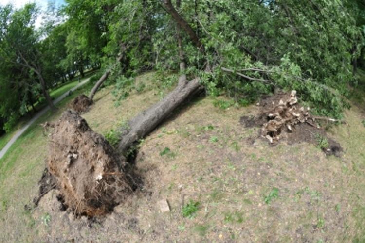 В МЧС подсчитали ущерб от московского урагана