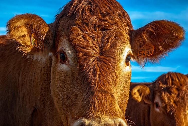 Хозяина коровы в Челябинской области вычислили по ДНК-тесту