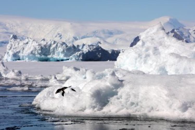 Ученые выяснили, почему Антарктида тает: "глобальное потепление" не при чем