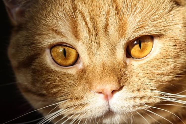 Коты из петербургских приютов соберутся на фестивале «Самый с Усамый»
