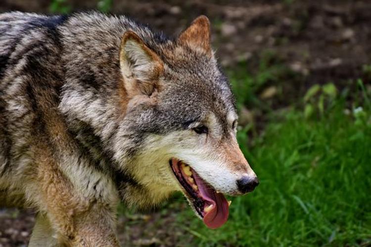 Под Ростовом бешеный волк напал на  пасечника