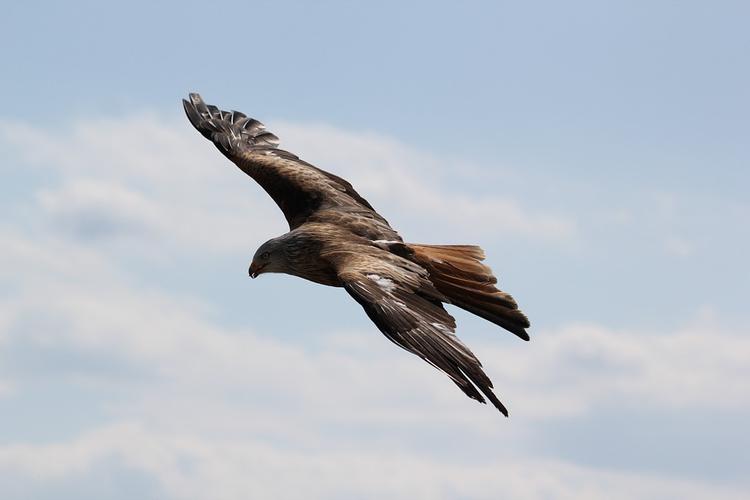 Редчайший орел-карлик обнаружен в Подмосковье