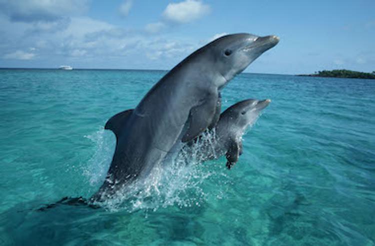 Крымские ведомства думают, как спасти гибнущих дельфинов